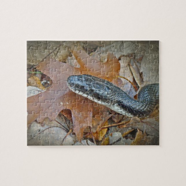 Black Rat Snake - Elaphe obsoleta obsoleta Jigsaw Puzzle (Horizontal)