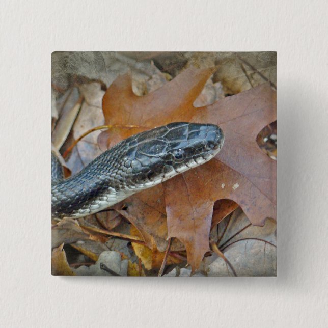 Black Rat Snake - Elaphe obsoleta obsoleta Pinback Button (Front)