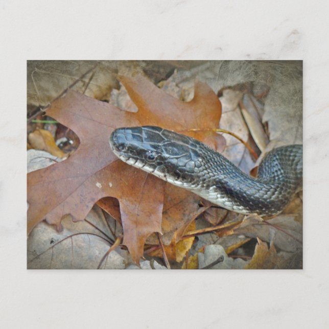 Black Rat Snake - Elaphe obsoleta obsoleta Postcard (Front)