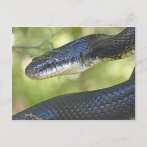 Black Rat Snake Postcard. Postcard