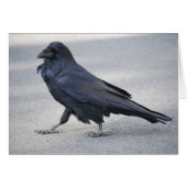 Black Raven (Front Horizontal)