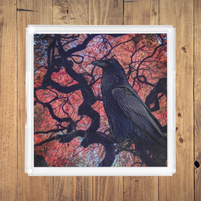 Black Raven and Gnarly Japanese Maple Acrylic Tray (In Situ)