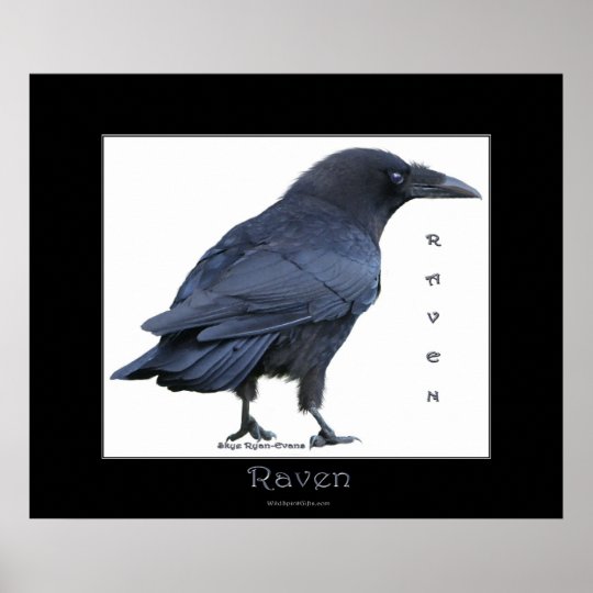 BLACK RAVEN Art Poster | Zazzle.com