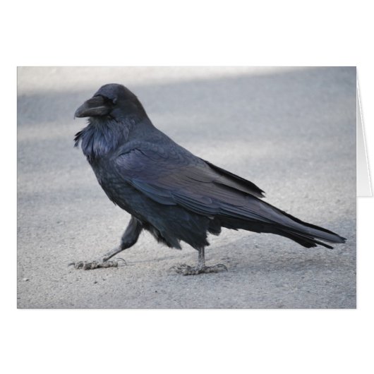 Black Raven Cards (Front Horizontal)