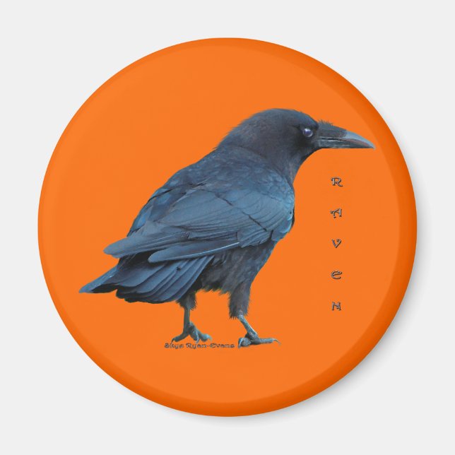 Black Raven Collection III Magnet (Front)