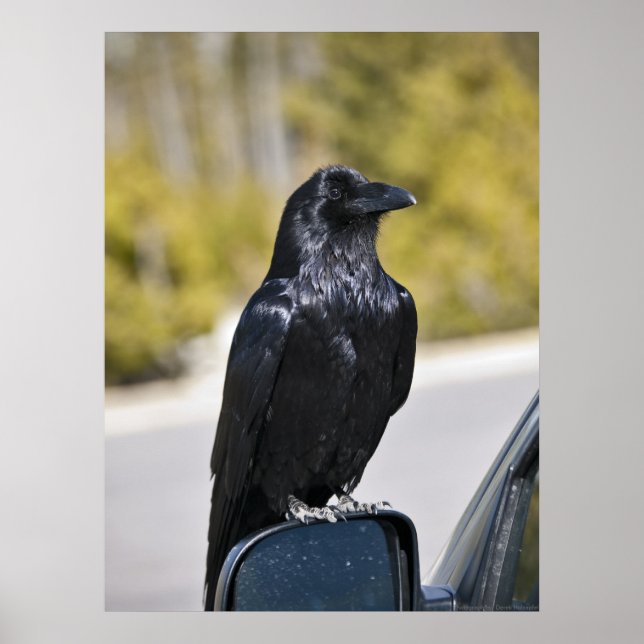 Black Raven - Fine Art Print (Front)