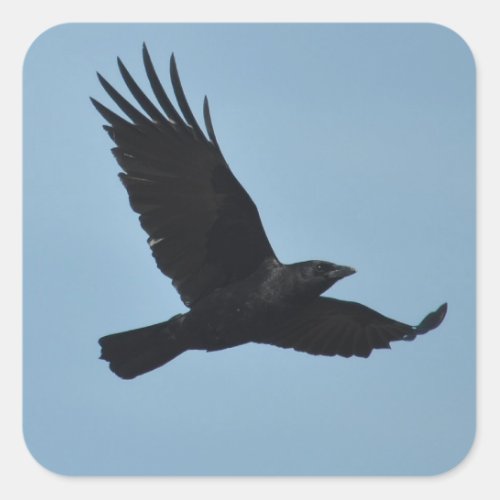 Black Raven Flying in Blue Sky Photo Square Sticker