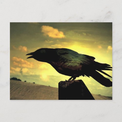 Black Raven Postcard