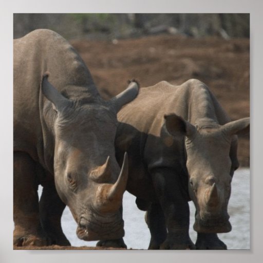 Black Rhino Poster Print | Zazzle