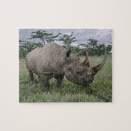 Black Rhinoceros Diceros bicornis Kenya 2 Jigsaw Puzzle