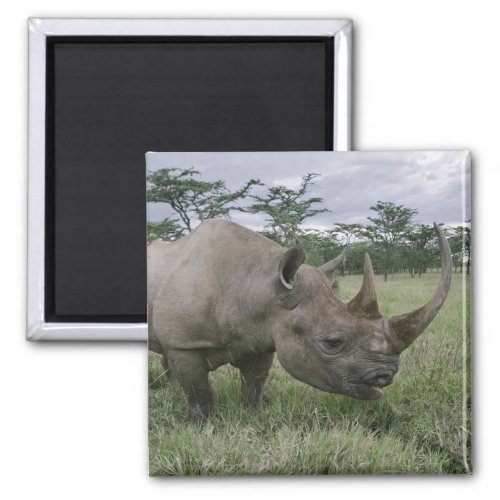 Black Rhinoceros Diceros bicornis Kenya 2 Magnet