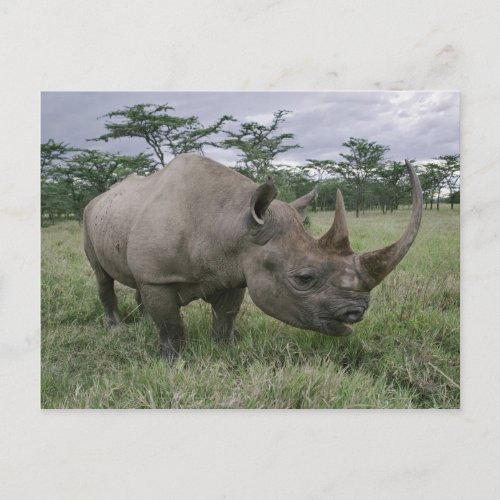 Black Rhinoceros Diceros bicornis Kenya 2 Postcard