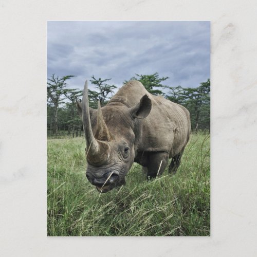 Black Rhinoceros Diceros bicornis Kenya Postcard