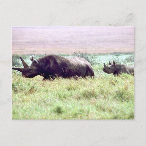 Black rhinoceros female and calf on Serengeti Postcard