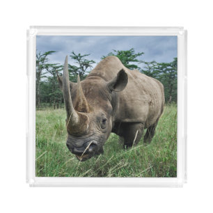 Black Rhinoceros Kenya Acrylic Tray