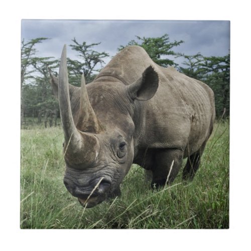 Black Rhinoceros  Kenya Ceramic Tile