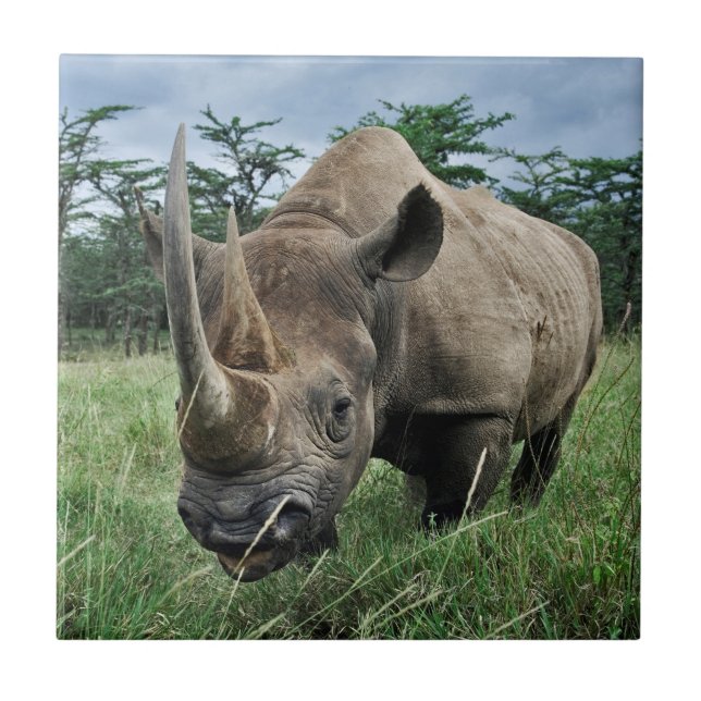 Black Rhinoceros | Kenya Ceramic Tile (Front)