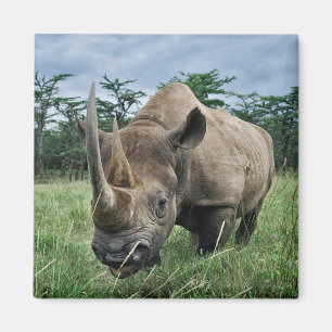 Black Rhinoceros   Kenya Magnet