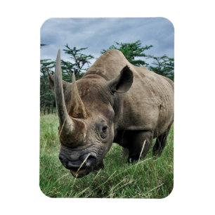 Black Rhinoceros   Kenya Magnet