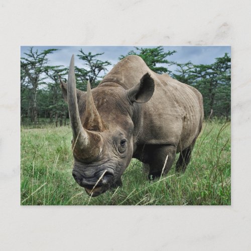 Black Rhinoceros  Kenya Postcard