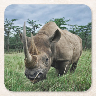 Black Rhinoceros Kenya Square Paper Coaster