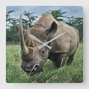 Black Rhinoceros Kenya Square Wall Clock