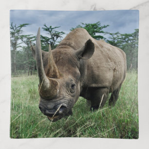 Black Rhinoceros Kenya Trinket Tray