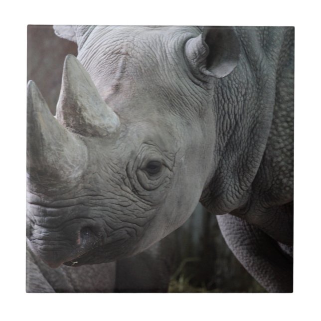 Black Rhinoceros Photo Ceramic Tile (Front)