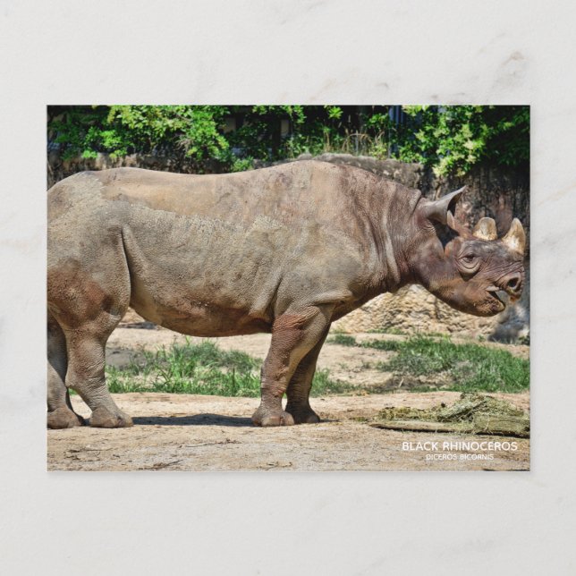Black Rhinoceros [Postcard] Postcard (Front)