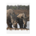 Black Rhinos Postcard