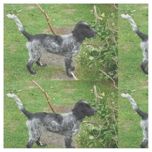 black roan english_cocker_spaniel full.png fabric (Close Up)