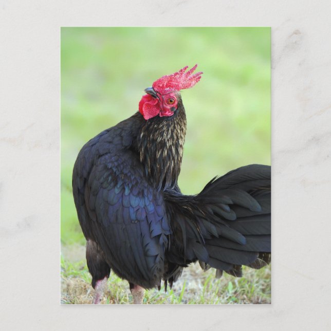 Black Rooster Postcard (Front)
