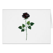 Black rose flower (Front Horizontal)