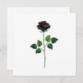 Black rose flower (Front/Back)