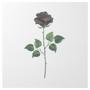Black rose flower gallery wrap