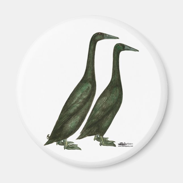Black Runner Ducks Magnet (Front)