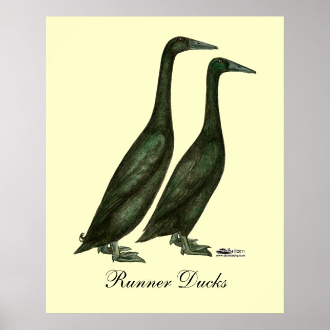 Black Runner Ducks Poster (Front)
