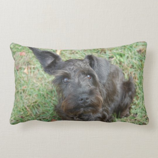 schnauzer plush pillow