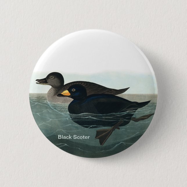 Black Scoter, Audubon, Sea Duck, Birder Accessory, Button (Front)