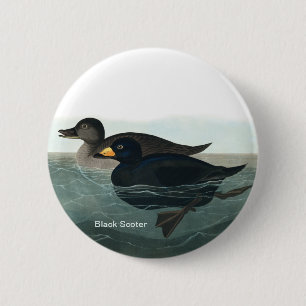 Black Scoter, Audubon, Sea Duck, Birder Accessory, Button