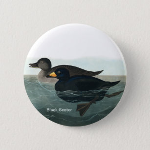 Black Scoter, Audubon, Sea Duck, Birder Accessory, Button