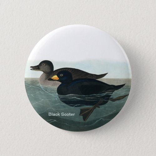Black Scoter Audubon Sea Duck Birder Accessory Button