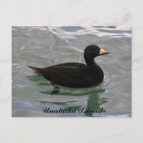 Black Scoter Duck Unalaska Island Postcard