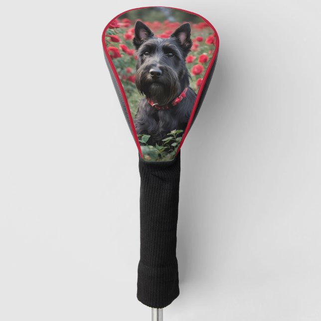 Black Scottish Terrier In Red Roses,  Golf Head Cover (Front)