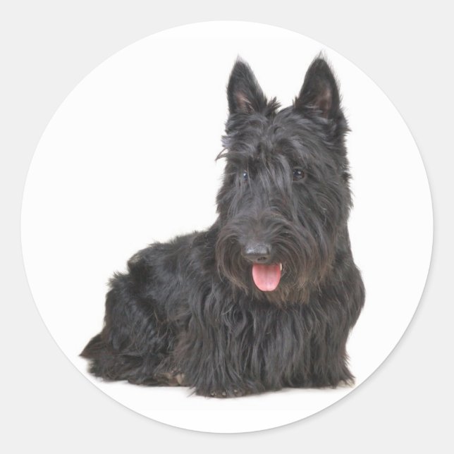 Black Scottish Terrier Puppy Dog Sticker / Seal (Front)