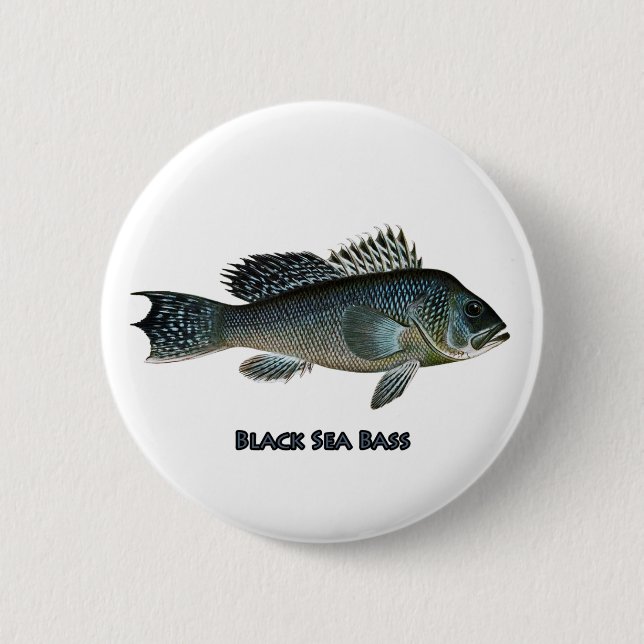 Black Sea Bass Pinback Button (Front)