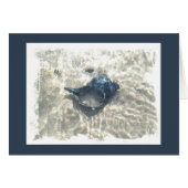 Black Seashell (Front Horizontal)