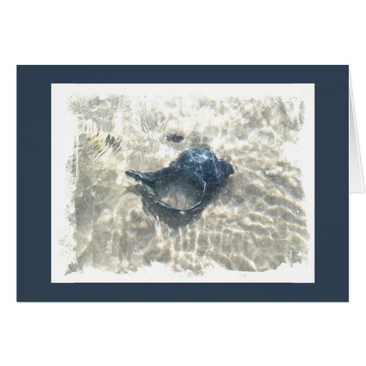 Black Seashell Cards (Front Horizontal)