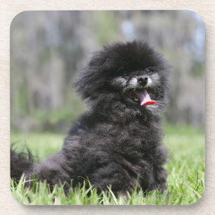 Black Senior Pomeranian Beverage Coaster