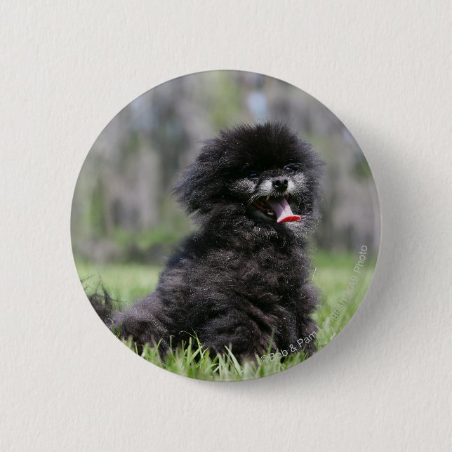 Black Senior Pomeranian Button (Front)